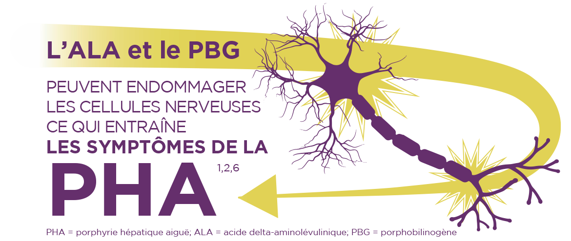 La PHA est causée par des déficits enzymatiques entraînant une accumulation dans le foie d’intermédiaires neurotoxiques