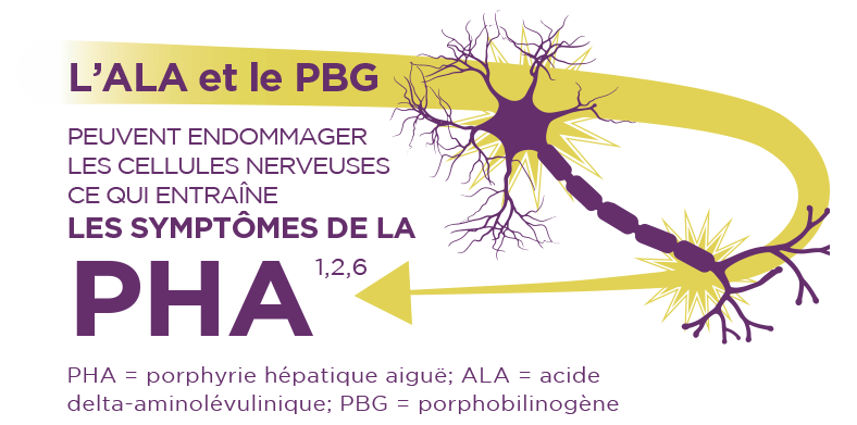 La PHA est causée par des déficits enzymatiques entraînant une accumulation dans le foie d’intermédiaires neurotoxiques