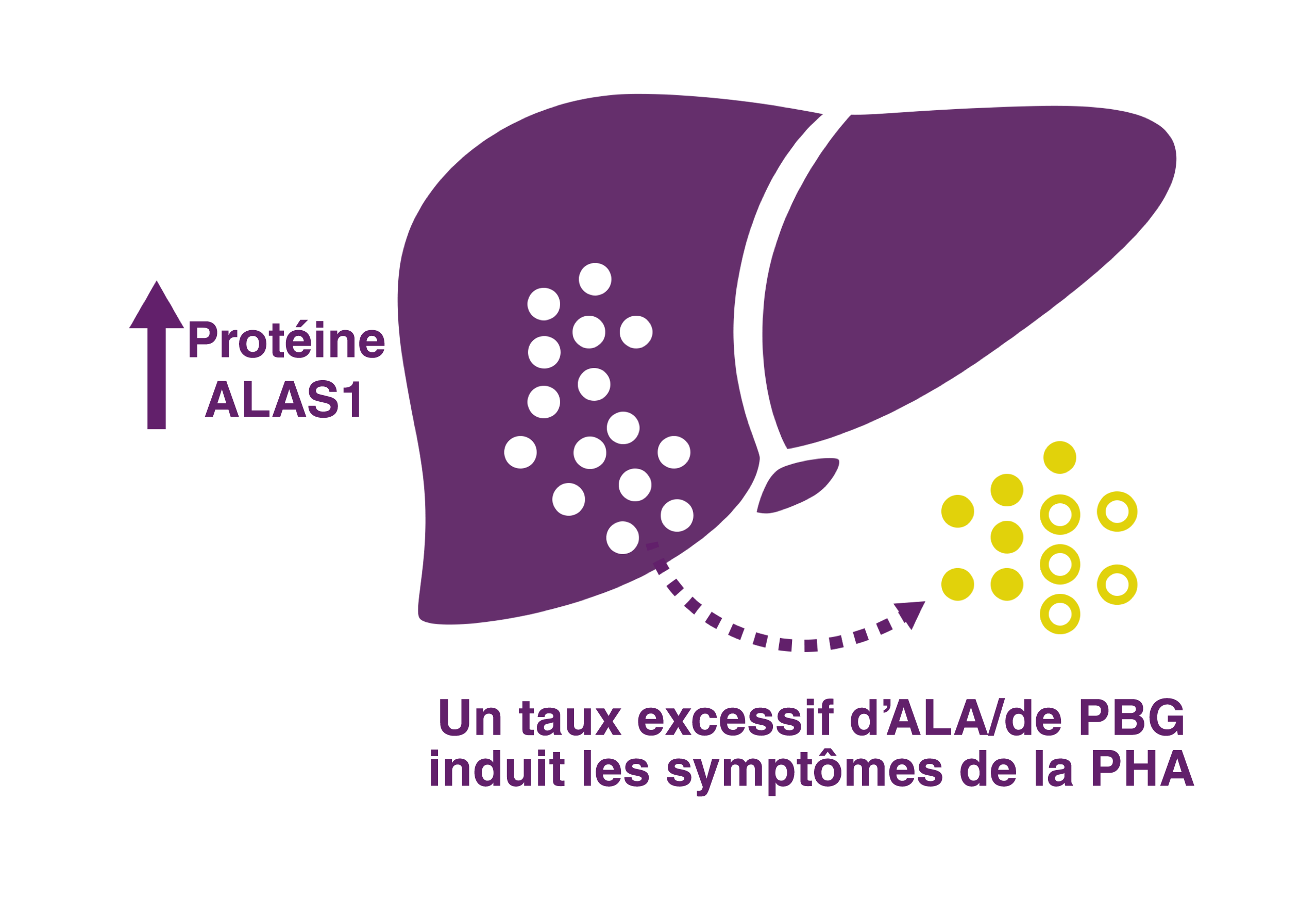 Un taux excessif d’ALA/de PBG induit les symptômes de la PHA